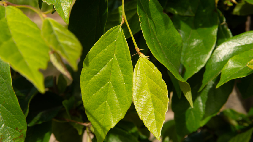 xSycoparrotia semidecidua 'Prins Claus' Feuilles