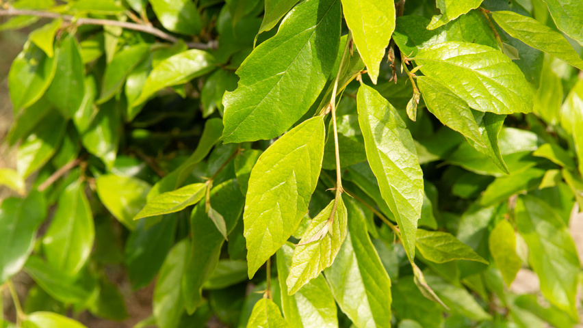 xSycoparrotia semidecidua 'Prins Claus' Feuilles