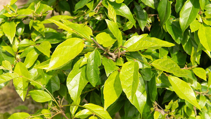 xSycoparrotia semidecidua 'Prins Claus' Feuilles