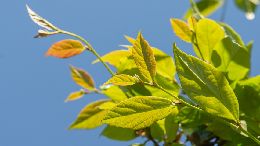 xSycoparrotia semidecidua 'Prins Claus' Feuilles