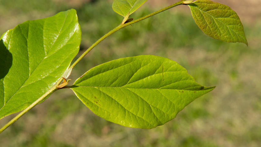 xSycoparrotia semidecidua 'Prins Claus' Feuilles