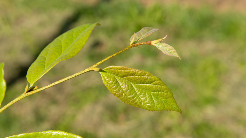 xSycoparrotia semidecidua 'Prins Claus' Feuilles