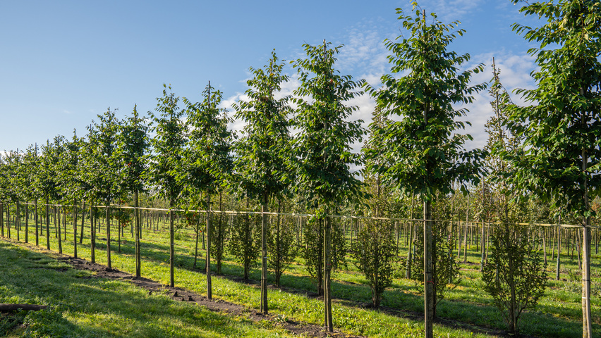 xSycoparrotia semidecidua 'Prins Claus' haute tige