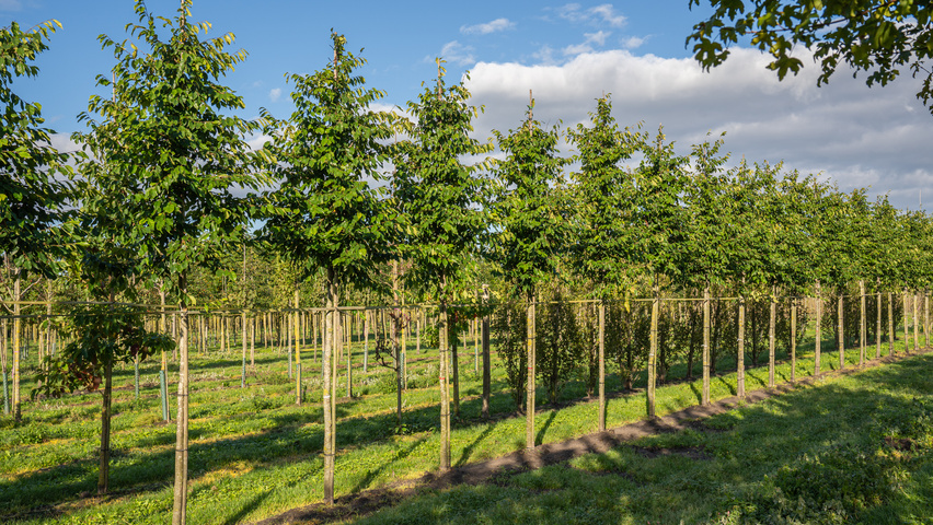 xSycoparrotia semidecidua 'Prins Claus' haute tige