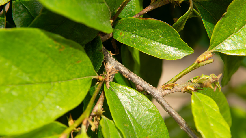 xSycoparrotia semidecidua 'Prins Claus' rameaux