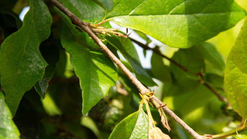 xSycoparrotia semidecidua 'Prins Claus' rameaux