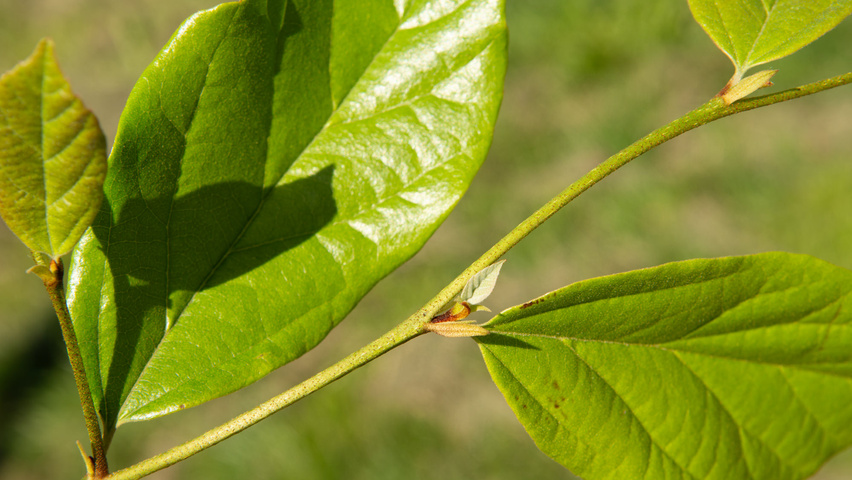 xSycoparrotia semidecidua 'Prins Claus' rameaux