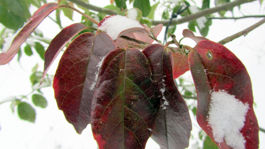 xSycoparrotia semidecidua feuilles automnale