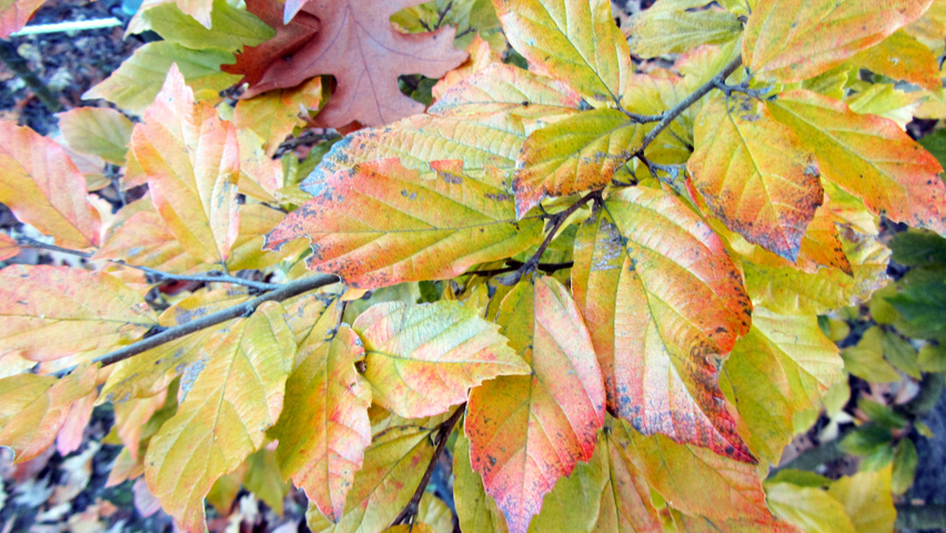 xSycoparrotia semidecidua feuilles automnale