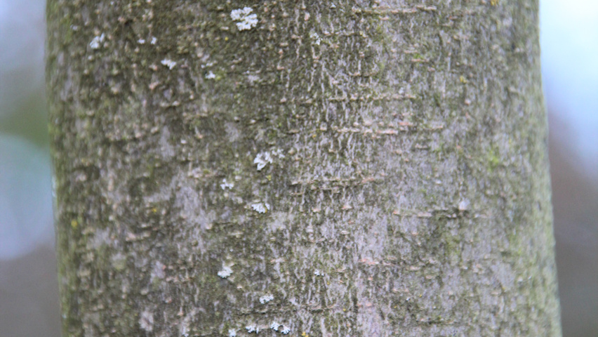 xSycoparrotia semidecidua tronc