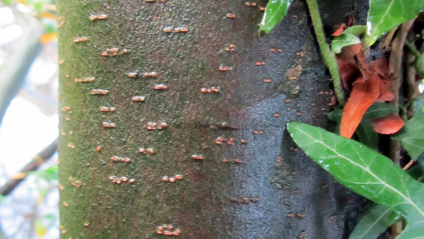 xSycoparrotia semidecidua tronc