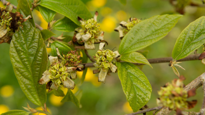 xSycoparrotia semidecidua fleurs