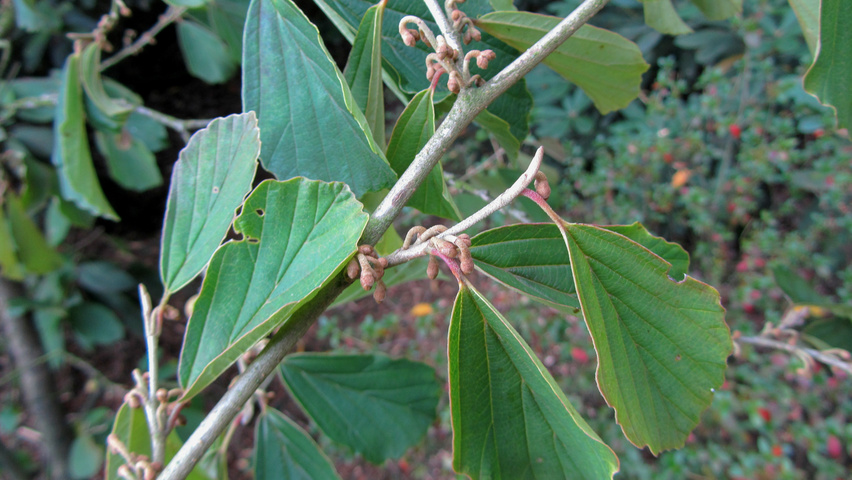 xSycoparrotia semidecidua fleurs