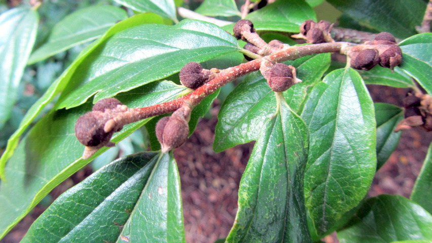 xSycoparrotia semidecidua fleurs