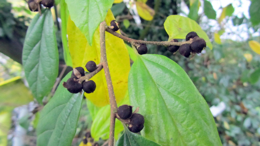 xSycoparrotia semidecidua fleurs