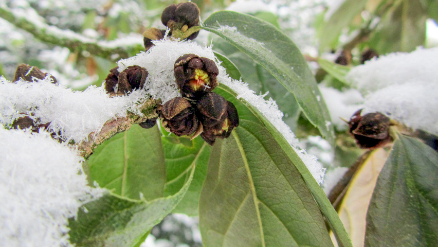 xSycoparrotia semidecidua fleurs
