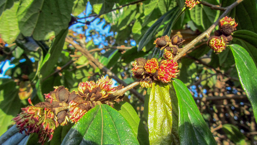 xSycoparrotia semidecidua fleurs