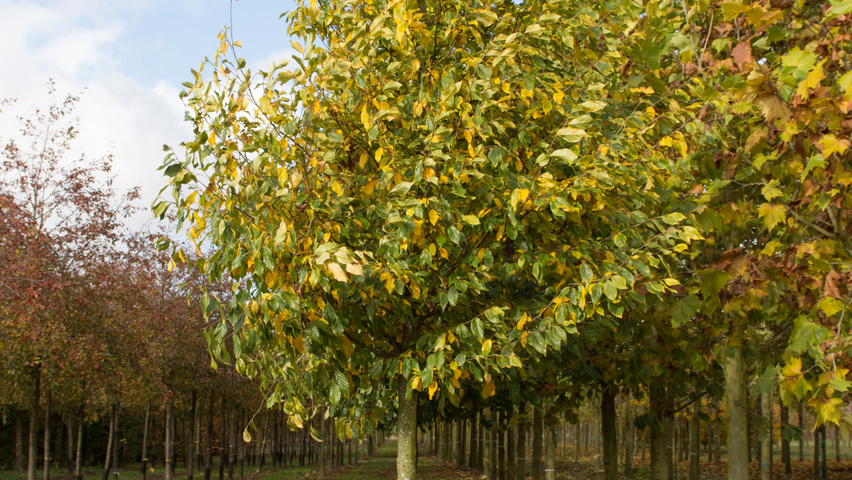 xSycoparrotia semidecidua haute tige