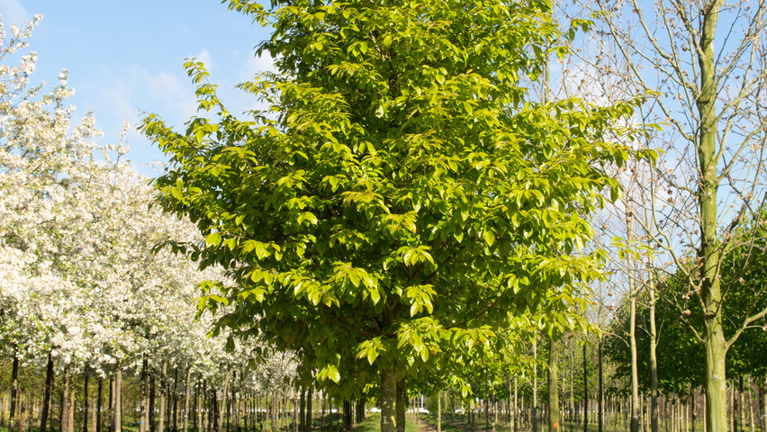 xSycoparrotia semidecidua haute tige