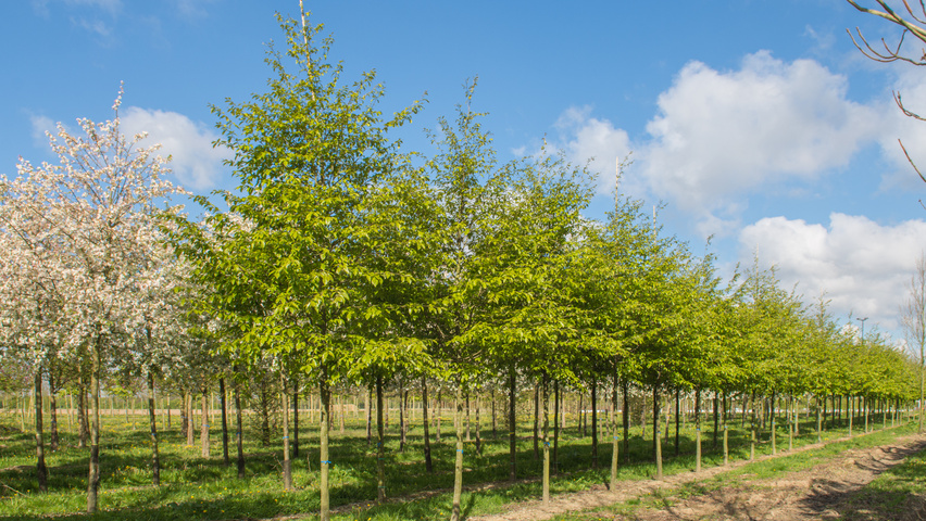 xSycoparrotia semidecidua haute tige