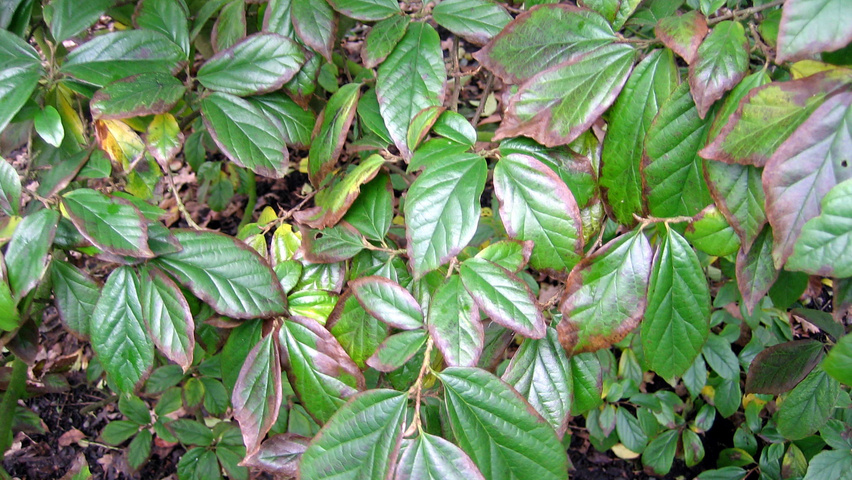 xSycoparrotia semidecidua Feuilles