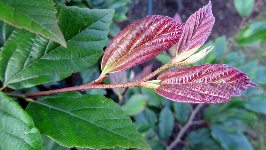 xSycoparrotia semidecidua Feuilles