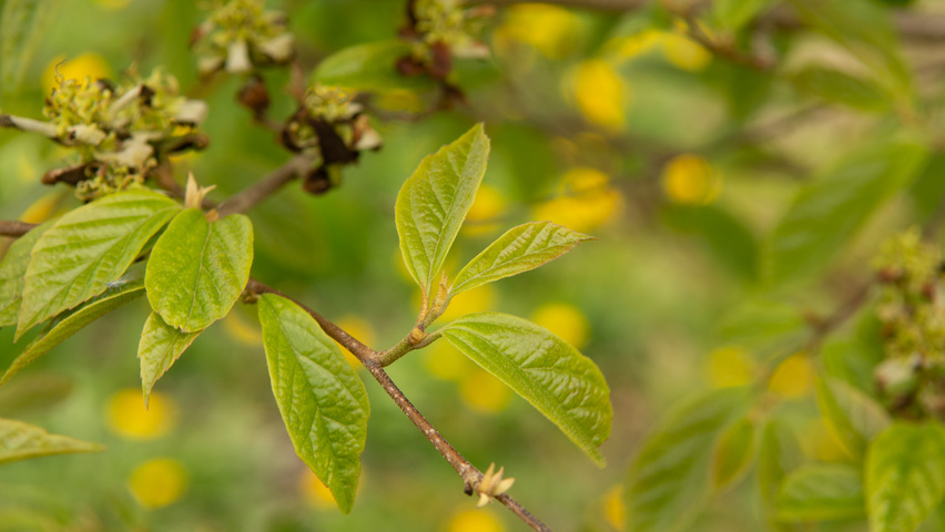 xSycoparrotia semidecidua Feuilles