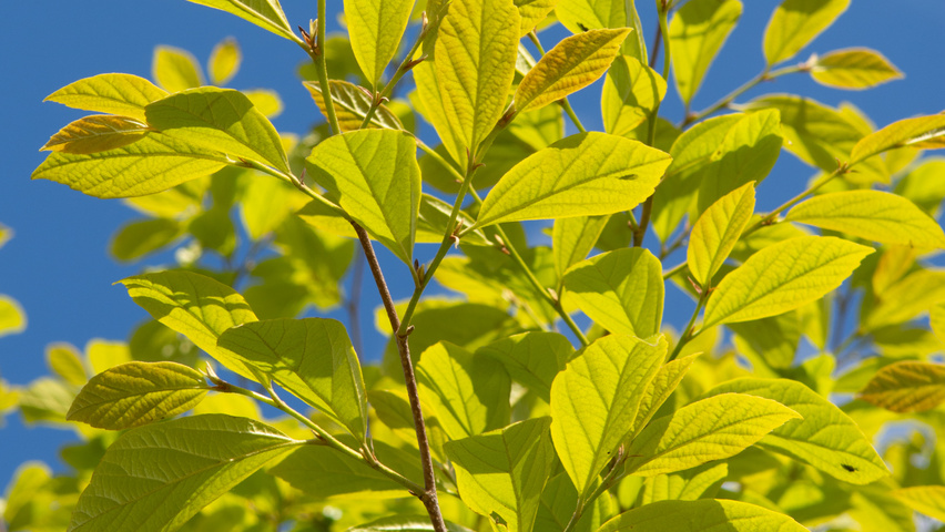 xSycoparrotia semidecidua Feuilles