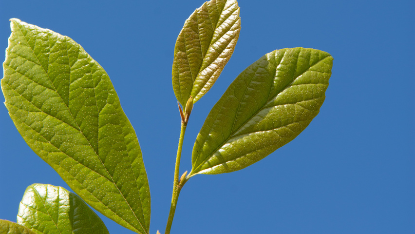 xSycoparrotia semidecidua Feuilles