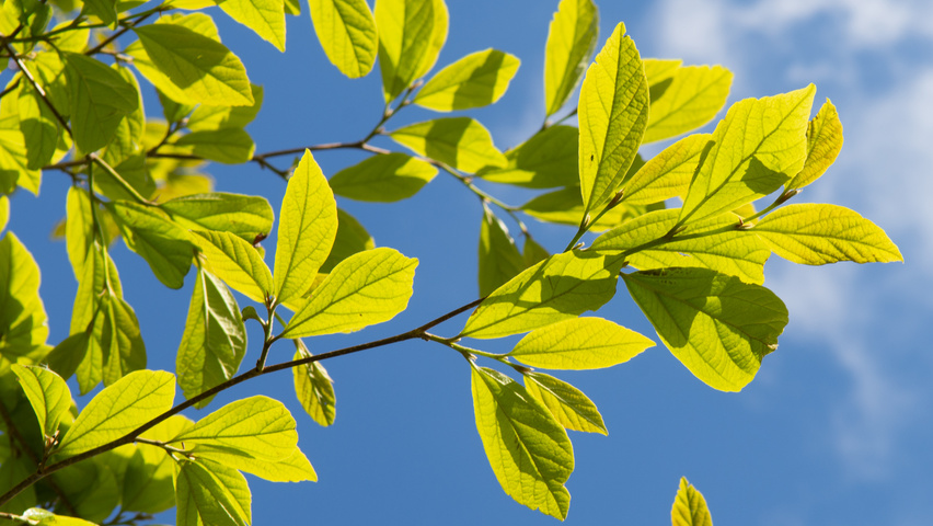 xSycoparrotia semidecidua Feuilles