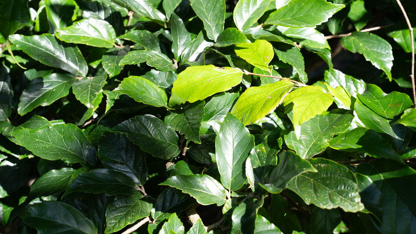 xSycoparrotia semidecidua Feuilles