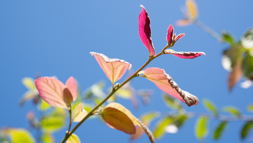 xSycoparrotia semidecidua Feuilles