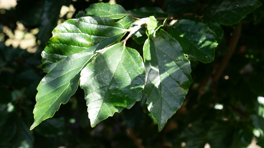 xSycoparrotia semidecidua Feuilles