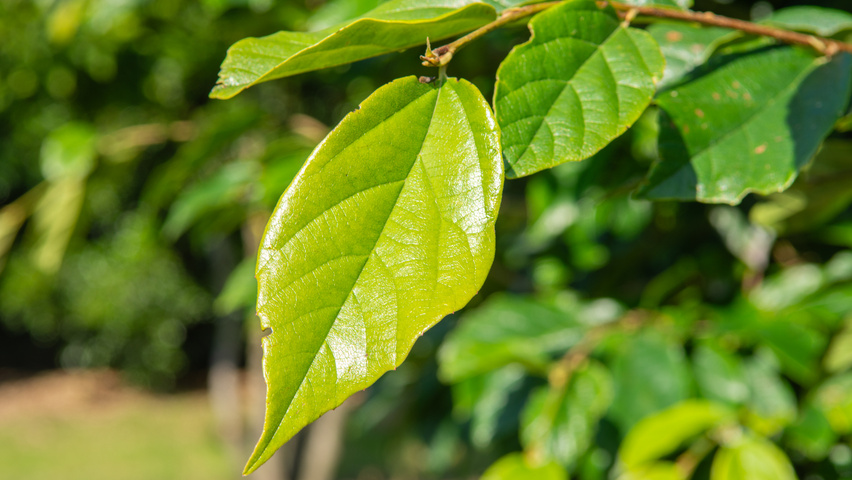 xSycoparrotia semidecidua Feuilles