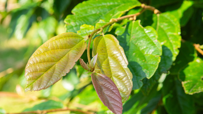 xSycoparrotia semidecidua Feuilles