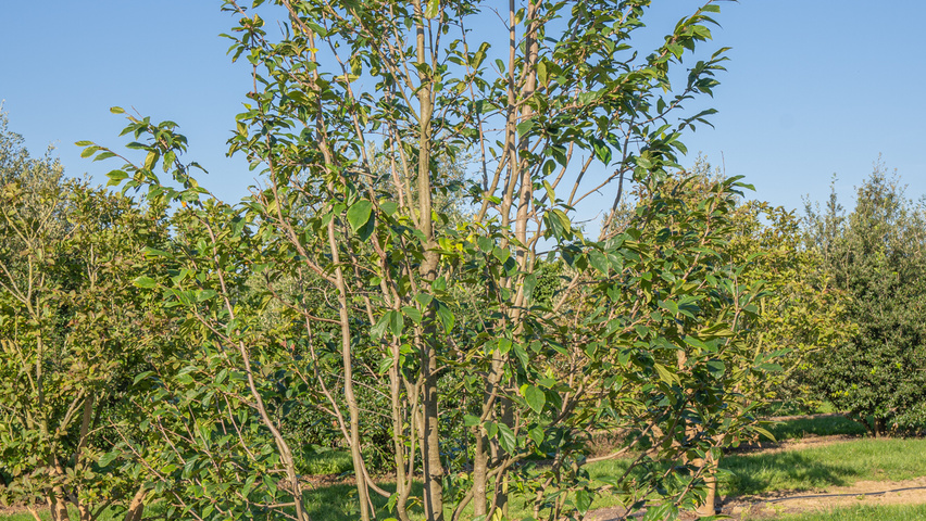 xSycoparrotia semidecidua multi-troncs