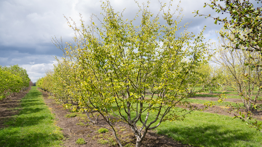 xSycoparrotia semidecidua multi-troncs