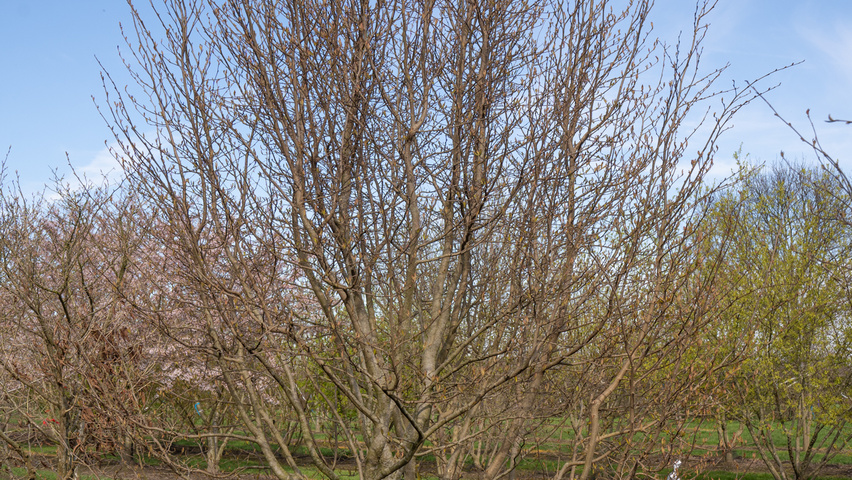 xSycoparrotia semidecidua multi-troncs