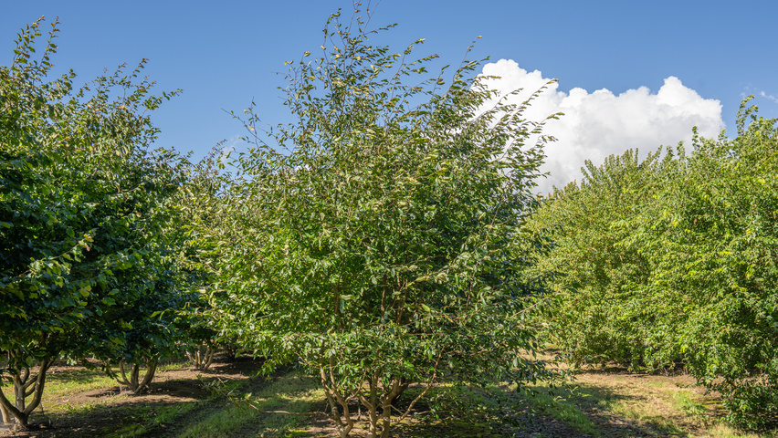 xSycoparrotia semidecidua multi-troncs