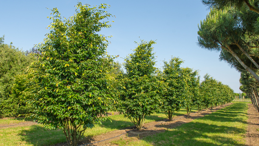 xSycoparrotia semidecidua multi-troncs