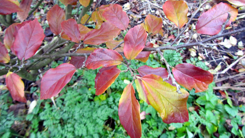 xSycoparrotia semidecidua 'Purple Haze' autumn leaves