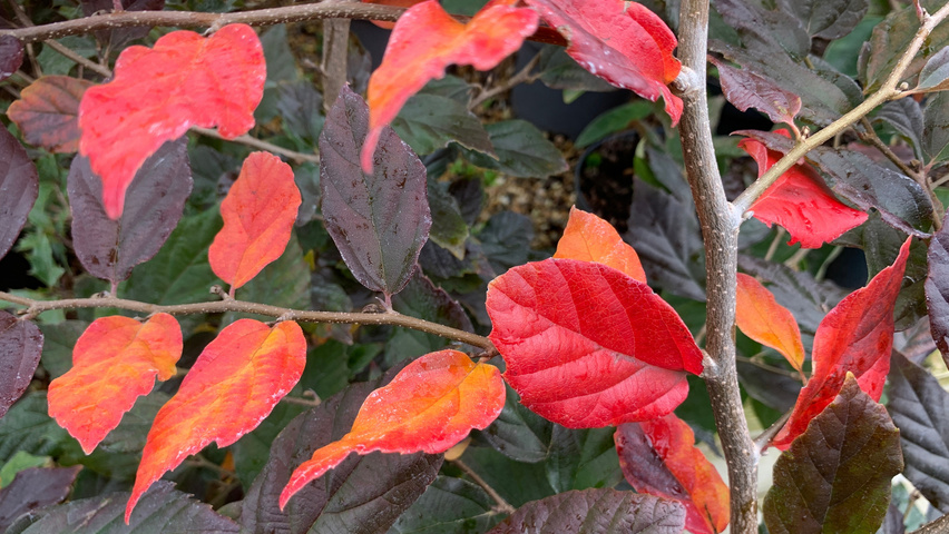 xSycoparrotia semidecidua 'Purple Haze' autumn leaves