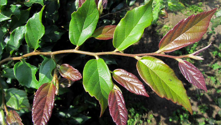 xSycoparrotia semidecidua 'Purple Haze' leaves