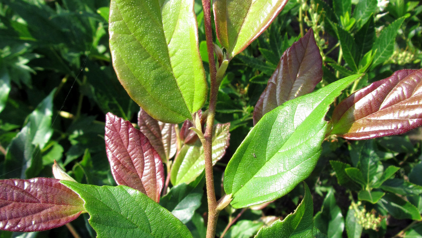 xSycoparrotia semidecidua 'Purple Haze' leaves