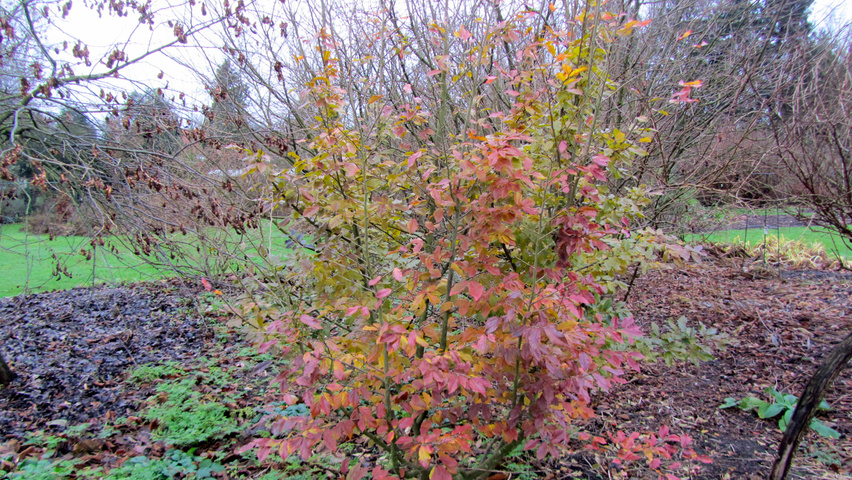 xSycoparrotia semidecidua 'Purple Haze' multi-stem