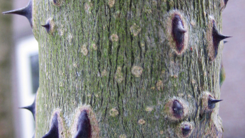 Zanthoxylum ailanthoides tronc