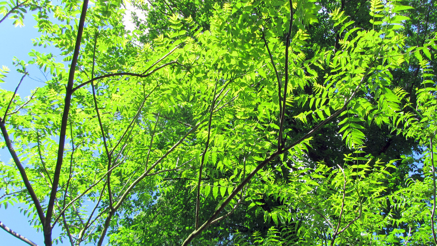 Zanthoxylum ailanthoides Feuilles