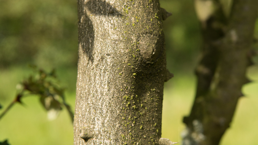 Zanthoxylum americanum kora