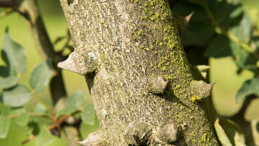Zanthoxylum americanum kora