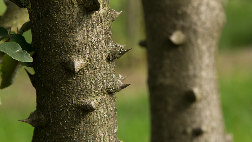 Zanthoxylum americanum kora